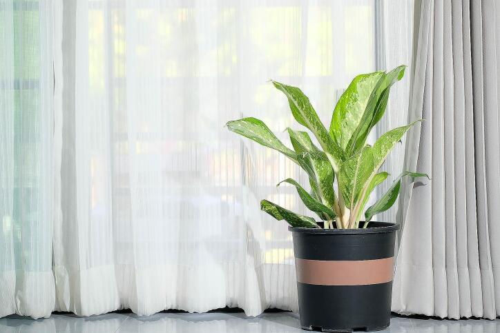 Green leafy plant in a black and tan pot sitting next to a window covered by drapes.