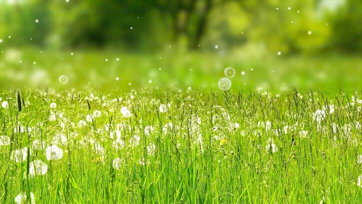 A common seasonal allergen, grass, with particles and pollen floating in the air that can get into your air vent ducts.